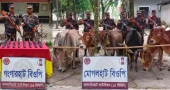 BGB seizes drugs, Indian cattle from Lalmonirhat border