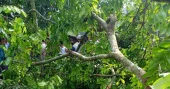 Man killed as tree falls on him in Lalmonirhat