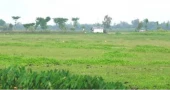 Bangladesh launches Tk 500cr project to turn haor fallow lands into productive farmland