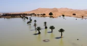 Rare rains flood Sahara, a green transformation underway