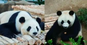 New giant panda pair debuts publicly in Malaysia