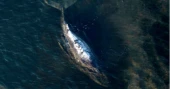 Germany’s stranded humpback whale likely survived only days after failed rescue attempt