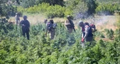 Over 217,608 cannabis plants destroyed in southeastern Türkiye anti-drug drive