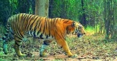 Global tiger trafficking crisis deepens as 9 big cats seized each month