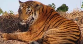 Sundarbans see steady rise in tiger population despite mounting challenges; World Tiger Day puts spotlight on conservation