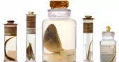 Scientists study Darwin’s 200-year-old specimens without opening jars