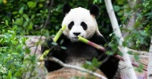 Last two pandas leave Japan for China amid strained ties