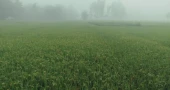 Dense fog blankets Lalmonirhat as signs of winter emerge