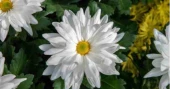 A guide to choosing chrysanthemums for a colourful fall garden