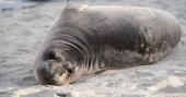 Authorities seek suspect after baby seal stabbed on Oregon Beach