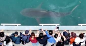 South Korean officials fail to free shark trapped in Busan canal