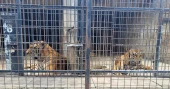 Dozens of zoo tigers die after contracting bird flu in southern Vietnam