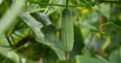 Early winter cucumber farming brings hope of bumper harvest in Sirajganj