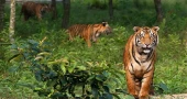 Tiger population in Sundarbans set to increase: Results of latest survey to be announced on October 8