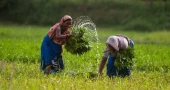 FAO supports Bangladesh in strengthening investment  in crop sector