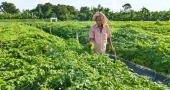 Pesticide-free bitter gourd yields well, low prices disappoint Kushtia farmers