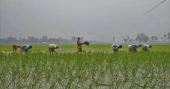 TSP fertiliser shortage worries  northern farmers; officials point to excessive use