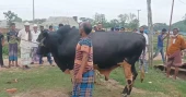 “Kala Chand”: The 1,120 kg bull stealing the show at Sitakunda cattle market