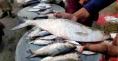 Hilsa prices soar further putting this beloved fish beyond reach