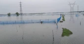Cyclone Remal devastates shrimp and fish farms in Bagerhat, inflicting Tk 70 crore loss