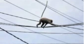 Why monkey is blamed for Sri Lanka’s nationwide power cut?