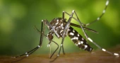 13 Tips to Avoid Mosquito Bites