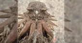 Ancient ‘cyclops-like’ creature may hold key to origin of human eyes, study finds