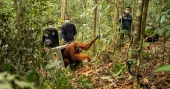 Indonesia relocates 8 orangutans to protected forest after wildfires