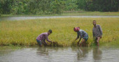 Boro crops inundated in Sunamganj as dam collapses