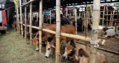 Dhaka's cattle markets take shape as Eid-ul-Azha nears