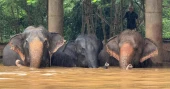 Flooding from seasonal rains threatens residents in northern Thailand, including elephants