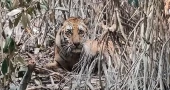 Tiger trapped in poachers’ snare in Sundarbans; rescue operation underway