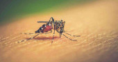 Bangladesh records 1 new dengue case