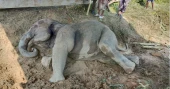 Forest Dept to look after injured elephant in Cox's Bazar