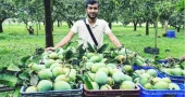 Haribhanga mango harvest turns Northern Bangladesh into hub of economic activity