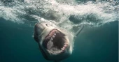Rei Ami, Ken Jeong join Discovery’s ‘Shark Week’ to promote shark awareness