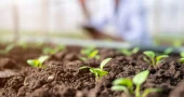 New soil test may help reveal how microbes make phosphorus available to plants