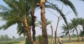 The disappearing tradition of date palm juice in Jashore’s Sharsha