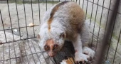 Rare Bengal slow loris rescued in Cumilla