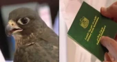 Bird in Emirates flight with its own passport!