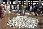 Khulna's fish export earnings decline by Tk 679 crore in FY 2023-24