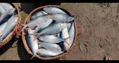 15 sentenced for illegal hilsa fishing in Padma River
