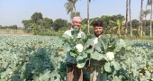 Chuadanga farmers thrive as cauliflower yields hit new high