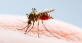 One dies of dengue; 148 hospitalised in 24hrs