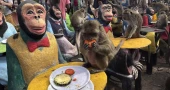 Monkeys in central Thailand city mark their day with feast