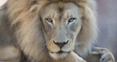 Kamau, 'charismatic and iconic' African lion at California's Sacramento Zoo, dies at 16