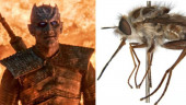 Night King: Australia bee fly named after Game of Thrones villain