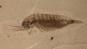 Chinese scientists discover rare Cambrian fossils