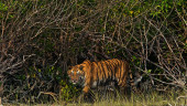 Sundarbans tigress wasn’t killed by poachers: Investigators