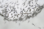 Scientists develop new method to control mosquitoes